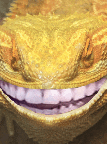 a lizard with purple teeth is smiling