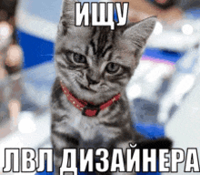 a kitten wearing a red collar has a caption in russian