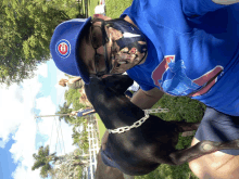 a man wearing a blue cubs hat and a blue shirt