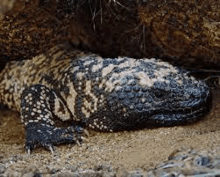 a lizard is laying on the ground near a cactus .