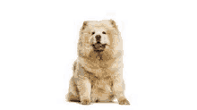 a chow chow dog sitting in front of a white background .