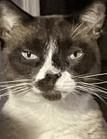 a close up of a cat 's face with a white spot on the nose