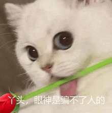 a white cat is holding a red rose in its mouth and licking it .