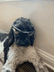 a black and white dog wearing sunglasses is laying on the floor