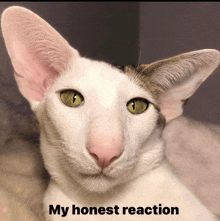 a close up of a cat with a caption that says my honest reaction