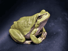 a green frog is sitting on a black surface and looking at the camera