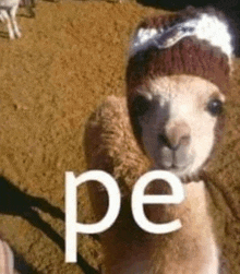 a close up of a llama wearing a hat and the word pe .