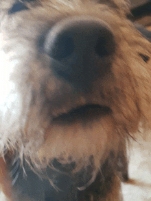 a close up of a dog 's nose and mouth with a blurry background