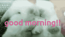 a couple of white rabbits with the words good morning in pink letters