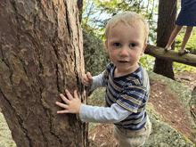 a young boy in a striped shirt is touching a tree trunk