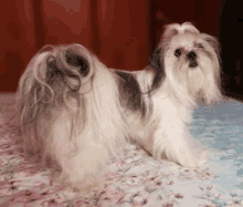 a shih tzu dog is standing on a bed with flowers on it