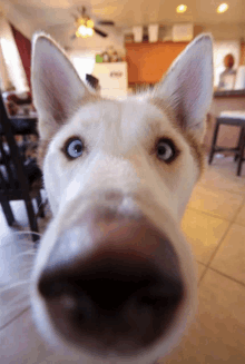 a close up of a husky dog 's nose with a blurry background