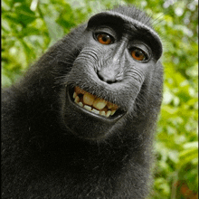 a close up of a monkey with its mouth open and teeth showing