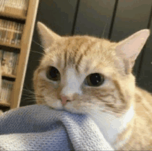 a close up of a cat laying on a blanket