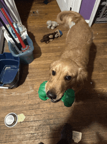 a dog with a green toy in its mouth