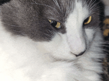 a close up of a gray and white cat 's face with yellow eyes