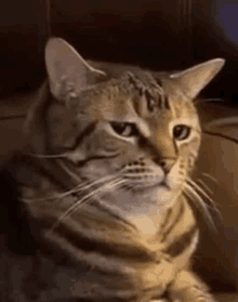 a cat is sitting on a couch and looking at the camera with a serious look on its face .