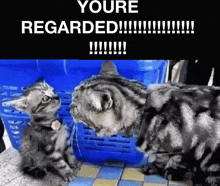 two cats looking at each other with the words " youre regarded " on the top