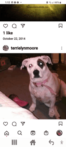 a phone screen shows a picture of a dog and the name terrielynnmoore on the bottom