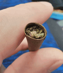 a close up of a person holding a marijuana cone with a blue background