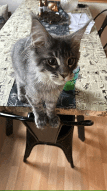 a cat is sitting on a chair on a table and looking at the camera