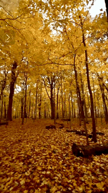 a forest with a lot of yellow leaves