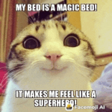 a cat with a caption that says ' my bed is a magic bed it makes me feel like a superhero '