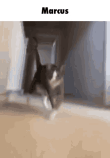 a cat is walking down a hallway with the name marcus written above it .