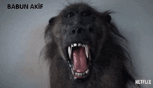 a baboon with its mouth open and the name babun akif written on the bottom