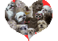 a collage of cats and dogs in a heart shaped shape