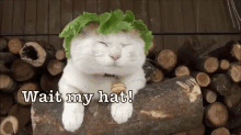 a white cat wearing a lettuce hat sitting on a log