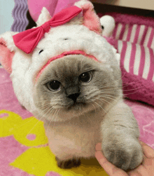 a cat wearing a white hat with a pink bow on its head