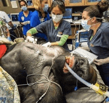 a gorilla is laying in a hospital bed with an oxygen mask on .