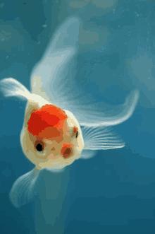 a white fish with a red spot on its head is swimming in the water