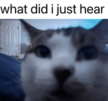 a picture of a cat with the words what did i just hear