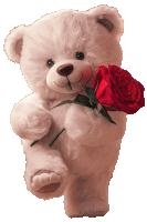 a white teddy bear holding a red rose