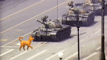 a dog walking in front of a row of tanks