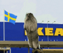 a bird is standing in front of a large ikea store