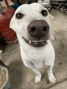 a white dog with a black nose is looking up