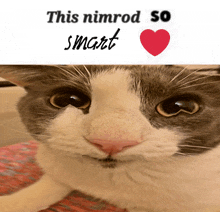 a close up of a cat with the words " this nimrod so smart " below it