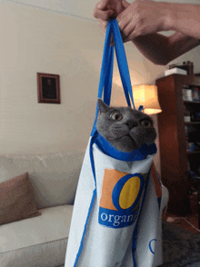 a cat is wrapped in a bag that says organ