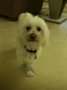 a small white dog wearing a black collar and a tag