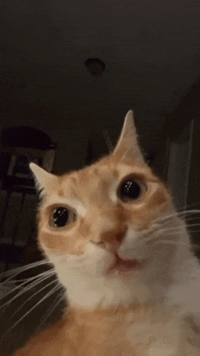 a close up of an orange and white cat 's face