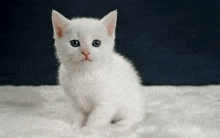 a white kitten is sitting on a white blanket on a couch and looking at the camera .