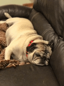 a pug dog is laying on a couch with a red collar