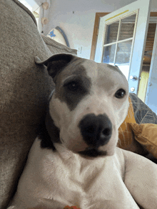 a dog laying on a couch with a door in the background