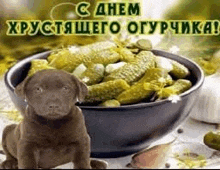 a puppy sitting next to a bowl of pickles .