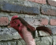 a chicken is standing in front of a brick wall and looking at the camera .