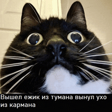 a black cat with white whiskers is looking up with a caption in russian