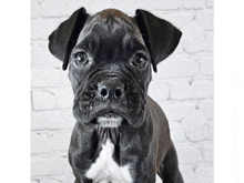 a black and white boxer puppy is looking at the camera .